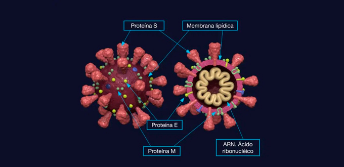 La Universidad de Cádiz participa en el primer estudio centrado en la evolución del coronavirus dentro de las publicaciones científicas