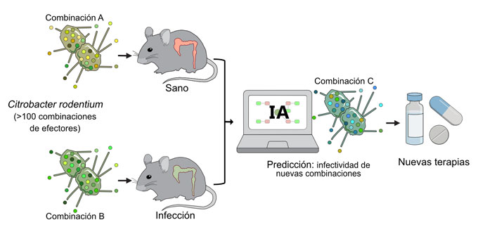 Investigadores de la Universidad Politécnica de Madrid (UPM) participan en un estudio pionero que muestra cómo las bacterias dañinas esquivan nuestro sistema inmune